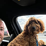 Tennessee joined the competition — help win amazing prizes! dog, curly_fur, car_interior, window, leash, man, beard, short_hair, sky, clouds, parking_lot, outdoor, vehicle, pet, brown_dog, portrait, looking_out, seat, casual, daytime