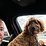 dog, curly_fur, car_interior, window, leash, man, beard, short_hair, sky, clouds, parking_lot, outdoor, vehicle, pet, brown_dog, portrait, looking_out, seat, casual, daytime