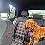 Tennessee joined the competition — help win amazing prizes! dog, car_interior, backseat, plaid_seat, curly_fur, brown_dog, pet, leash, dog_tag, headrest, window, seatbelt, curious, animal, transportation, road, daylight, travel, companion, cute