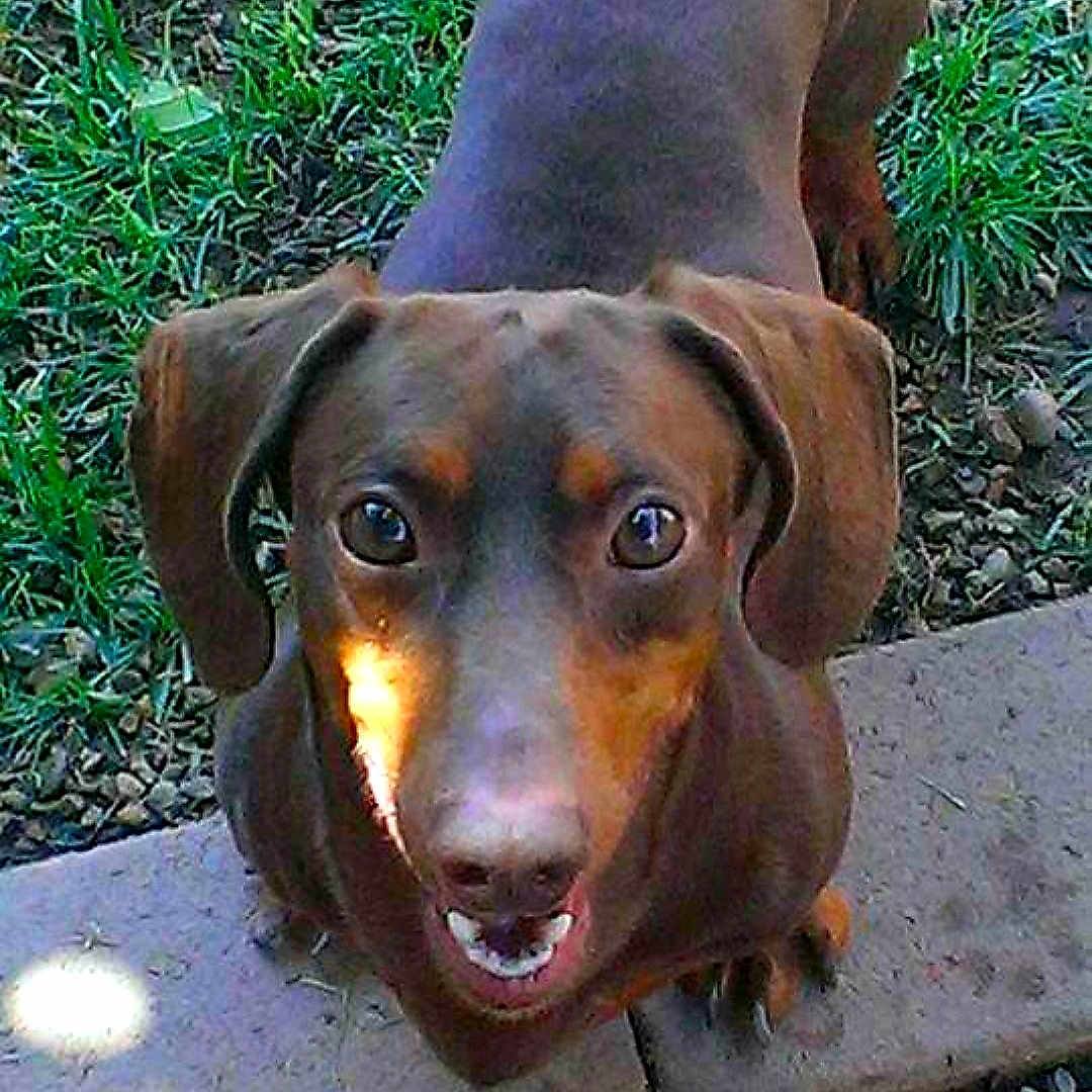 Bubba