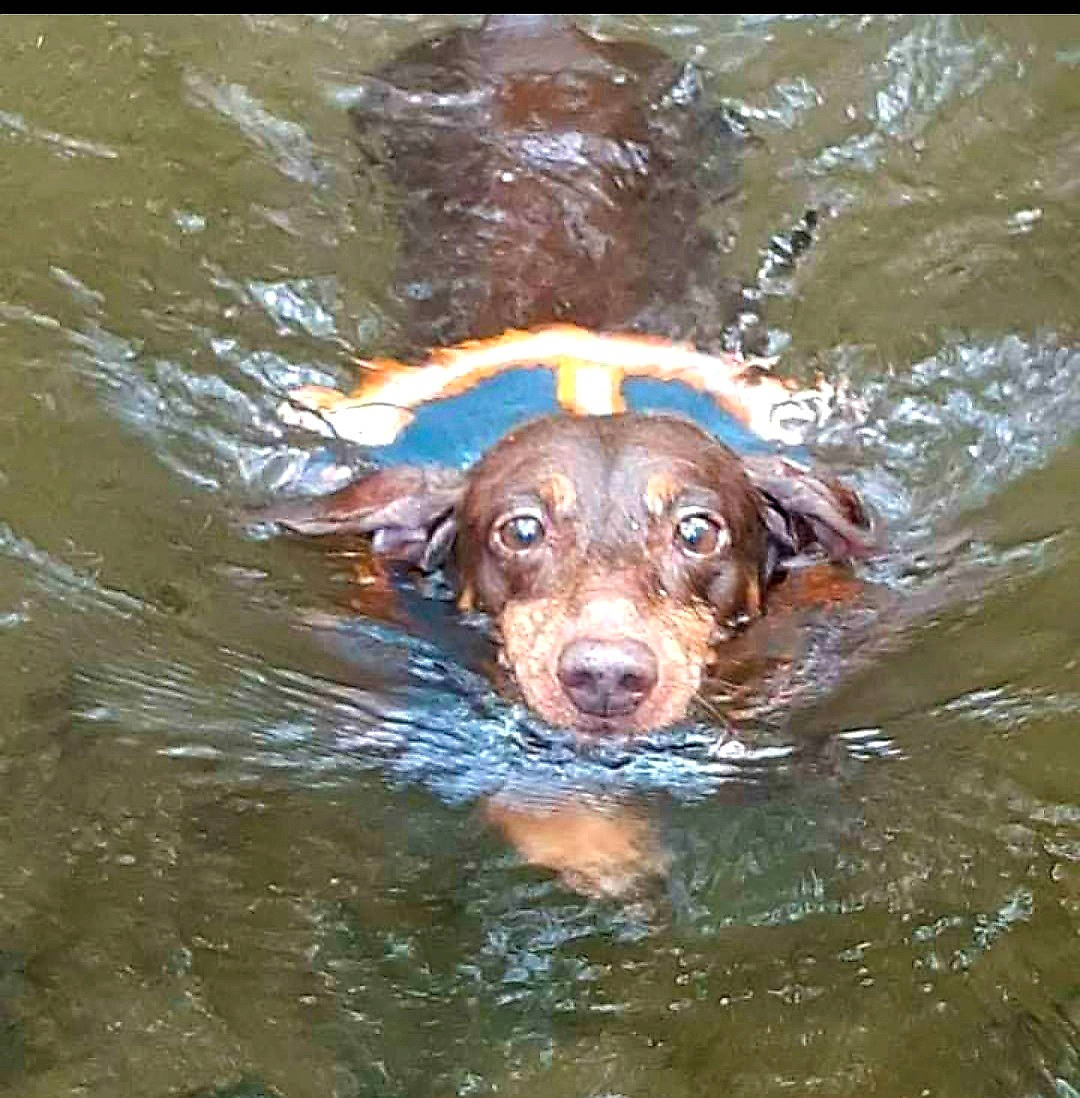 Bubba is registered to the contest to win money with this photo: bathing, canidae, carnivore, companion_dog, dog, dog_breed, fluid, fun, gun_dog, lake, leisure, liquid, liver, recreation, snout, sporting_group, water, watercourse, wildlife, working_animal