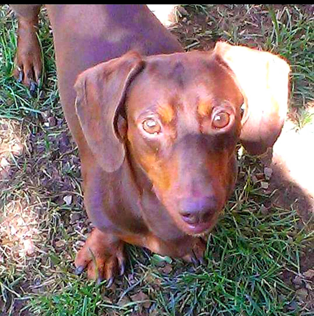 Bubba is registered to the contest to win money with this photo: canidae, carnivore, companion_dog, dog, dog_breed, eye, fawn, grass, gun_dog, hunting_dog, liver, metal, plant, snout, sporting_group, terrestrial_animal, whiskers, working_animal