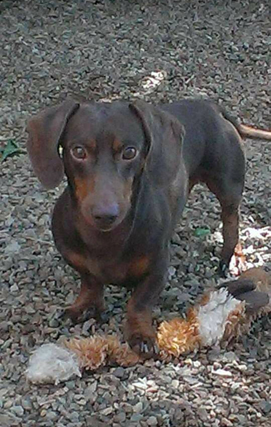 Bubba joined the competition — help win amazing prizes! art, canidae, carnivore, companion_dog, dog, dog_breed, fawn, guard_dog, gun_dog, hound, hunting_dog, liver, metal, snout, soil, sporting_group, terrestrial_animal, whiskers, working_animal
