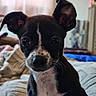 George Schneberger is registered to the contest to win money with this photo: puppy, dog, black_and_white, pet, animal, portrait, close_up, face, eyes, ears, nose, whiskers, short_fur, white_chest, sitting, bed, bedroom, indoor, cute, adorable