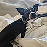 dog, puppy, black_and_white, portrait, bedroom, bed, bedding, blanket, collar, tag, ears, eyes, snout, sitting, indoor, home, cozy, pet, animal, date_stamp