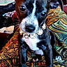 George Schneberger joined the competition — help win amazing prizes! puppy, dog, black_and_white, wide_eyes, collar, jewelry, sitting, blanket, paisley, indoors, pet, animal, portrait, close_up, floppy_ears, white_markings, black_fur, brown_fur, front_facing, cute