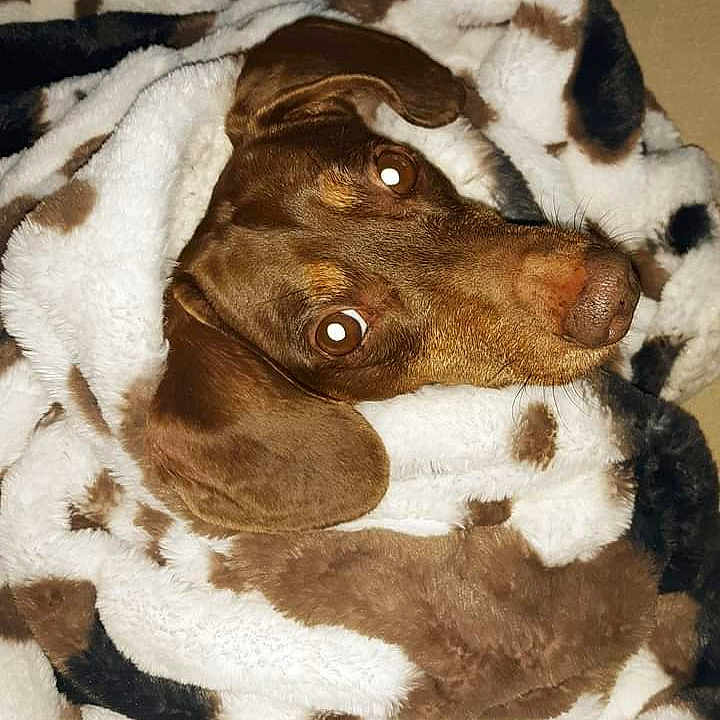 Bubba