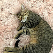 Mikey joined the competition — help win amazing prizes! animal, cat, cozy, cute, domestic_cat, feline, fluffy_blanket, fur, indoor, paws, peaceful, pet, pink, relaxation, resting, sleeping, soft_texture, tabby_cat, tail, whiskers