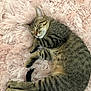 animal, cat, cozy, cute, domestic_cat, feline, fluffy_blanket, fur, indoor, paws, peaceful, pet, pink, relaxation, resting, sleeping, soft_texture, tabby_cat, tail, whiskers