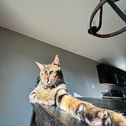 Bagheera is registered to the contest to win money with this photo: animal, cabinet, cat, closeup, ears, feline, floor, indoor, kitchen, light, paw, pet, portrait, relaxed, shadow, stretching, tabby, table, whiskers, wood