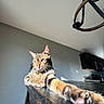 animal, cabinet, cat, closeup, ears, feline, floor, indoor, kitchen, light, paw, pet, portrait, relaxed, shadow, stretching, tabby, table, whiskers, wood