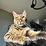Bagheera is registered to the contest to win money with this photo: animal, cat, closeup, cute, domestic, ears, feline, fur, house, indoor, kitchen, paw, pet, portrait, relaxed, shadow, sunlight, tabby, whiskers, wooden_surface