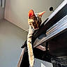 Bagheera joined the competition — help win amazing prizes! cat, curious, daylight, domestic_animal, ear, feline, floor, home, indoor, minimalist, paw, relaxed, shadow, stretching, sunlight, tabby, wall, whiskers, window, wooden_table