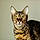 Bagheera