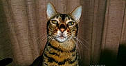Bagheera joined the competition — help win amazing prizes! alert, animal, cat, close_up, curtain, domestic, ears, face, feline, flash, front_view, fur, indoor, looking, mammal, pet, portrait, striped, tabby, whiskers
