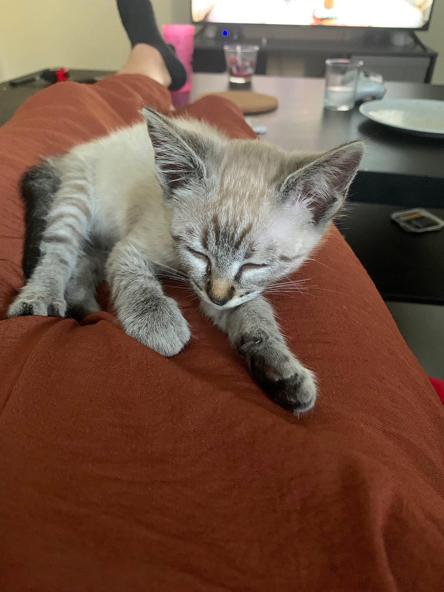 Syrah a rejoint le concours — aidez-le/la à gagner de superbes lots ! carnivore, cat, comfort, computer_keyboard, couch, desk, domestic_short_haired_cat, fawn, felidae, flooring, fur, furniture, input_device, paw, small_to_medium_sized_cats, snout, tableware, tail, whiskers, wood