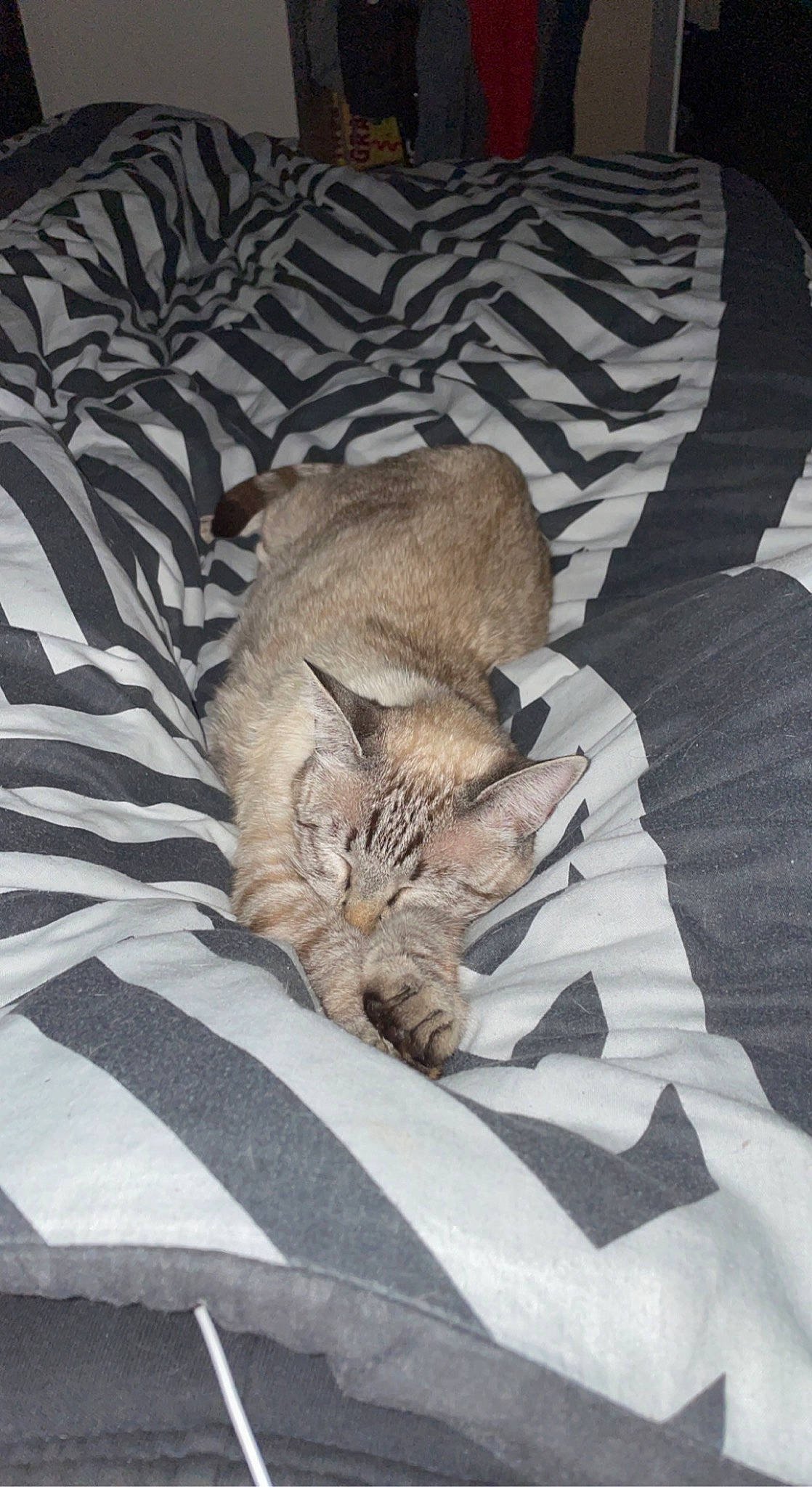 Syrah a rejoint le concours — aidez-le/la à gagner de superbes lots ! bed, bed_sheet, bedding, brown, carnivore, cat, comfort, domestic_short_haired_cat, fawn, felidae, fur, grey, linens, nap, sleep, small_to_medium_sized_cats, tail, terrestrial_animal, whiskers, wildlife