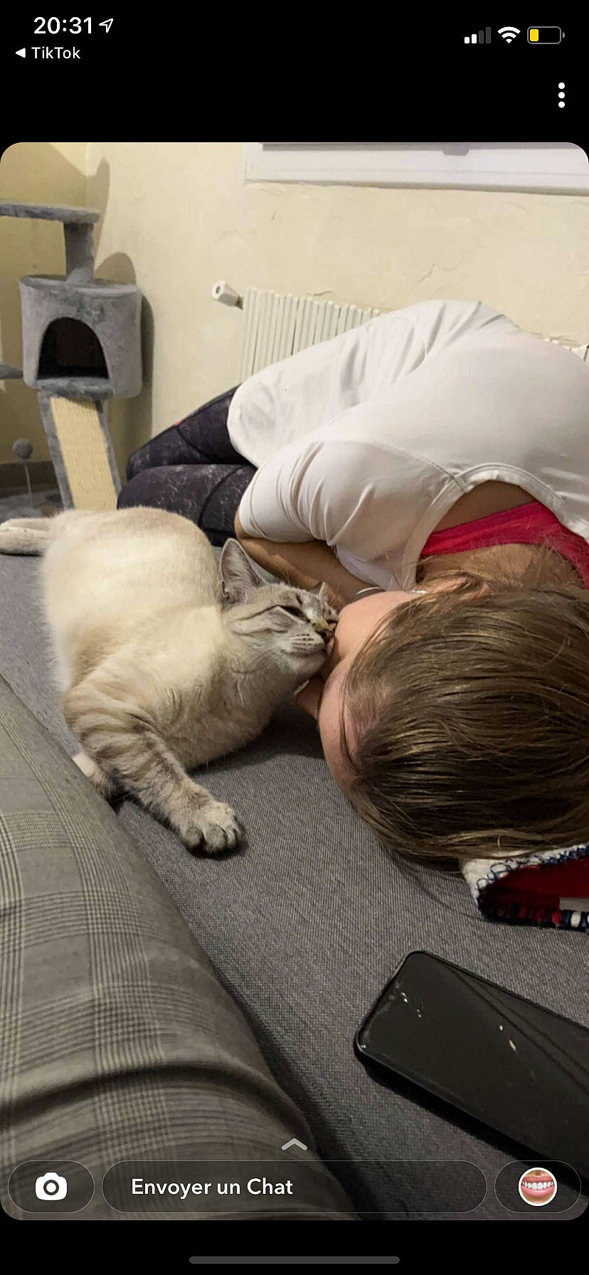 Syrah participe au concours pour gagner de l'argent avec cette photo : canidae, carnivore, cat, comfort, companion_dog, domestic_short_haired_cat, felidae, flooring, fur, lap, linens, mammal, nap, room, sitting, small_to_medium_sized_cats, sporting_group, vertebrate, whiskers, wood