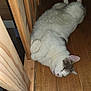 cat, white_cat, gray_cat, sleeping, wooden_floor, wooden_railing, indoor, pet, animal, fur, relaxed, cute, domestic_cat, paws, resting, cozy, flooring, house, fur_texture, mammal