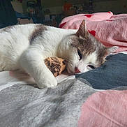 Bilou participe au concours pour gagner de l'argent avec cette photo : cat, sleeping, bed, blanket, plush_toy, indoor, cozy, white_fur, grey_fur, pink, red_hearts, resting, cute, pet, domestic_animal, soft, relaxed, fur, animal, comfort