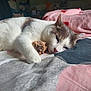 cat, sleeping, bed, blanket, plush_toy, indoor, cozy, white_fur, grey_fur, pink, red_hearts, resting, cute, pet, domestic_animal, soft, relaxed, fur, animal, comfort