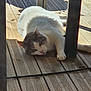 cat, animal, pet, wooden_deck, sunlight, shadow, relaxation, feline, indoor_outdoor, chair_leg, resting, laying_down, paw, fur, daylight, quiet, calm, home, domestic, nature