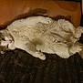 cat, fluffy, relaxed, lying_down, indoor, pet, feline, cozy, blanket, pillow, white, gray, tail, paw, fur, animal, cute, resting, home, comfort