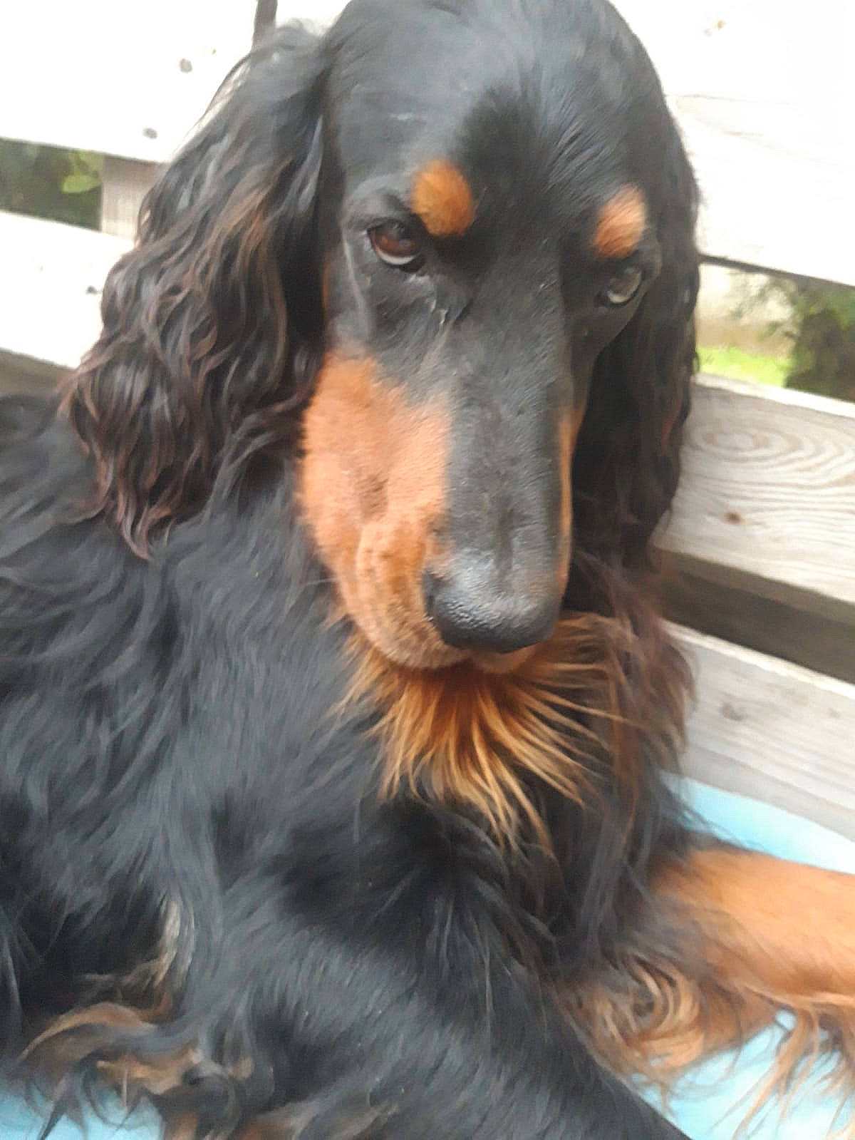 Jack participe au concours pour gagner de l'argent avec cette photo : canidae, carnivore, companion_dog, dog, dog_breed, fur, hunting_dog, liver, snout, sporting_group, terrestrial_animal, working_dog