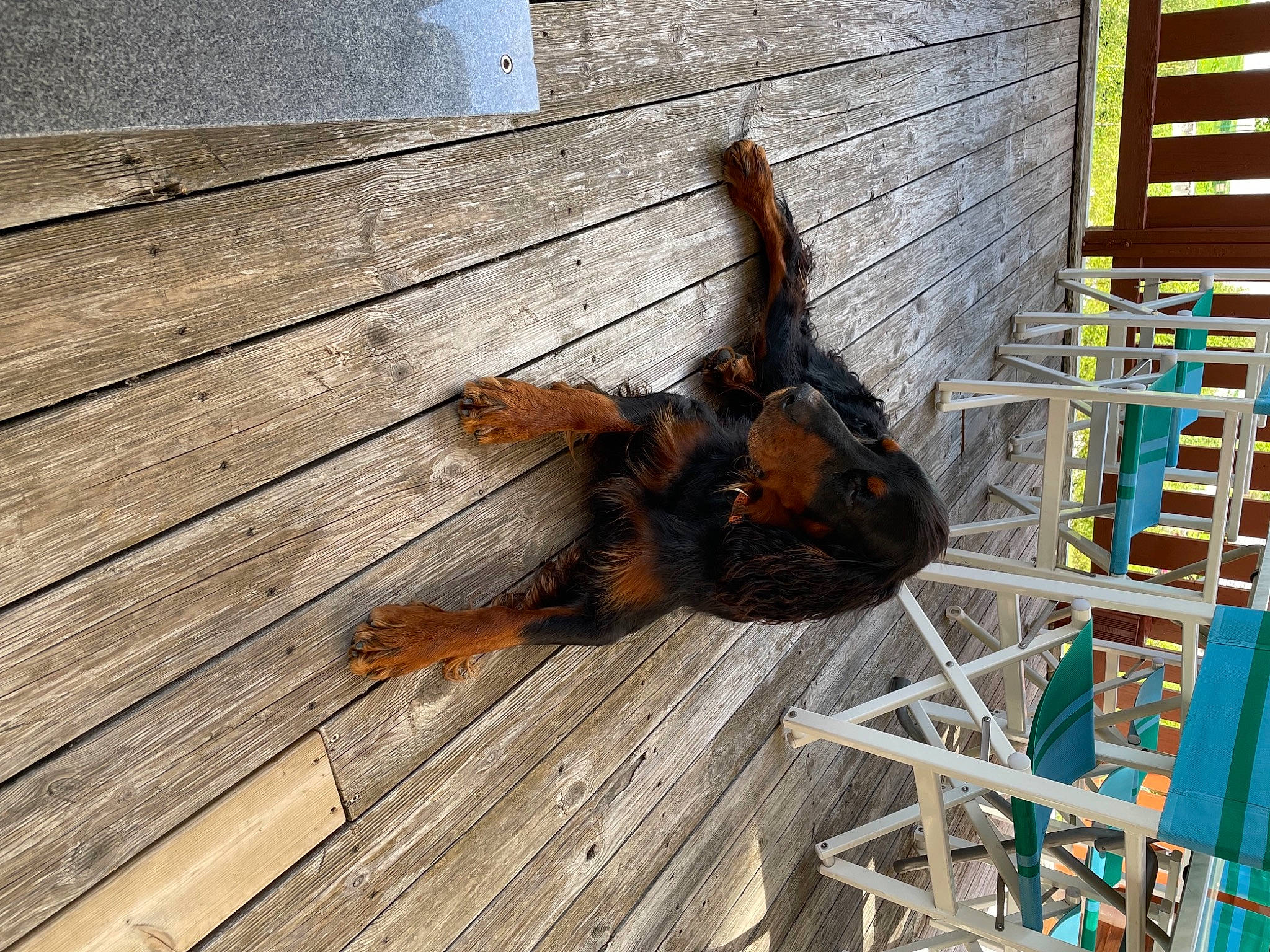 Jack participe au concours pour gagner de l'argent avec cette photo : canidae, carnivore, composite_material, dog_breed, fawn, flooring, hardwood, lumber, metal, plank, snout, sporting_group, tail, terrestrial_animal, varnish, wildlife, wood, wood_flooring, wood_stain, working_animal