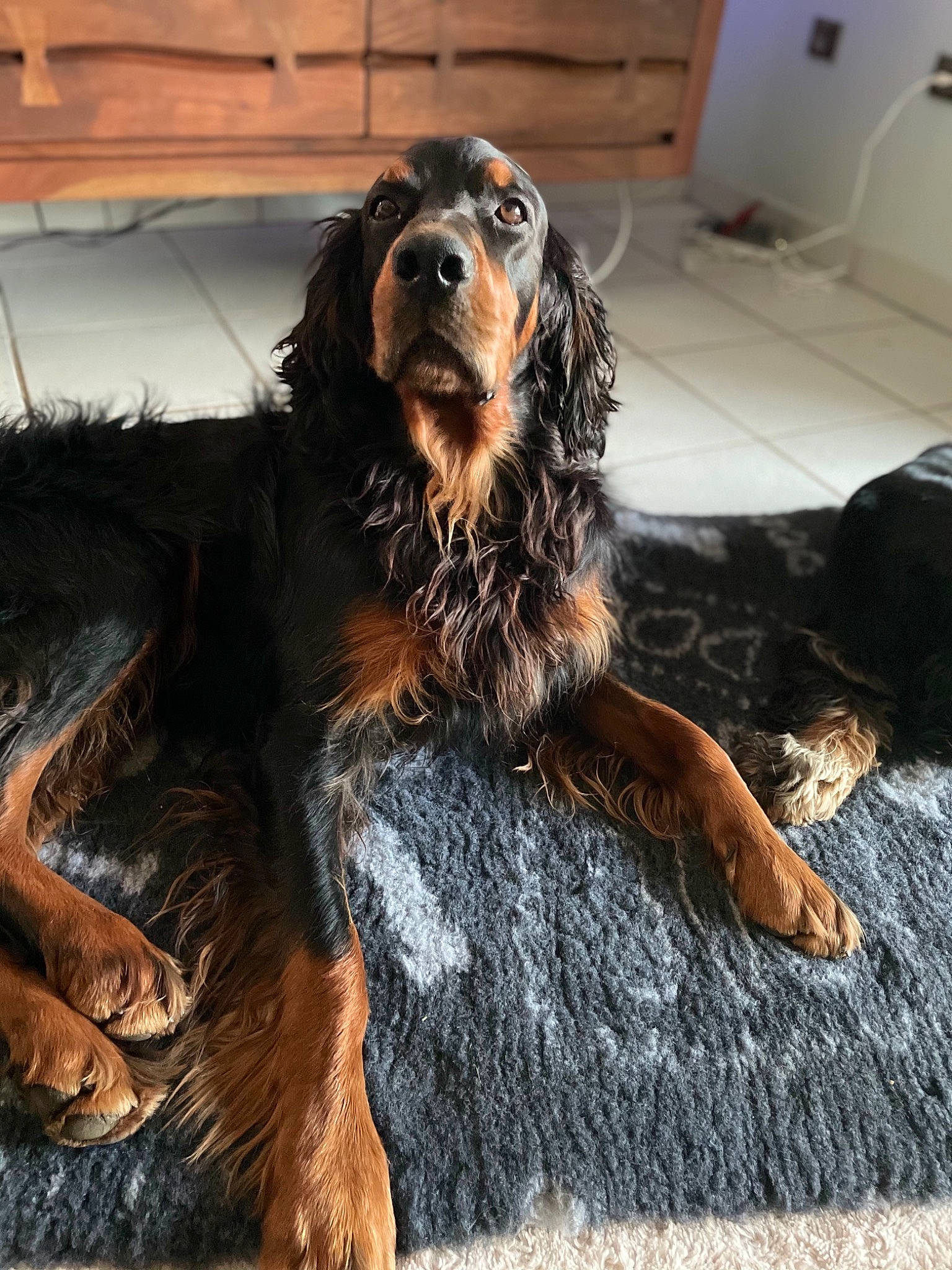Jack participe au concours pour gagner de l'argent avec cette photo : canidae, carnivore, companion_dog, dog, dog_breed, flooring, fur, hunting_dog, liver, metal, snout, spaniel, sporting_group, working_animal, working_dog
