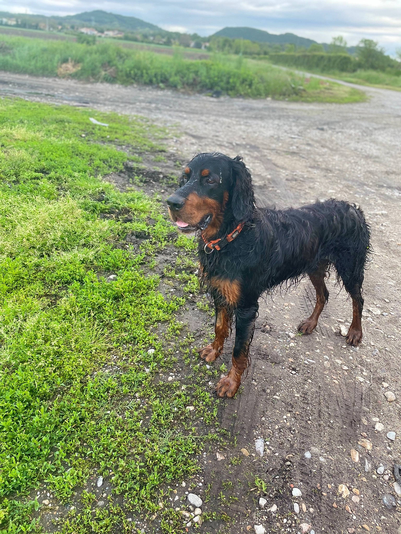 Jack participe au concours pour gagner de l'argent avec cette photo : canidae, carnivore, cloud, companion_dog, dog, dog_breed, fawn, grass, grassland, groundcover, hill, landscape, liver, plant, sky, sporting_group, terrestrial_animal, water_dog, working_animal, working_dog