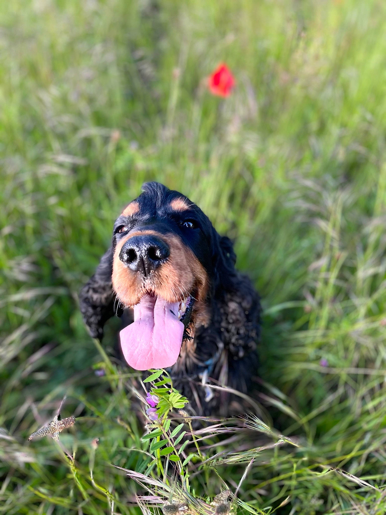 Marley a rejoint le concours — aidez-le/la à gagner de superbes lots ! canidae, carnivore, companion_dog, dog, dog_breed, fawn, flower, grass, grassland, guard_dog, gun_dog, hound, hunting_dog, liver, plant, spaniel, sporting_group, terrestrial_animal, working_animal, working_dog