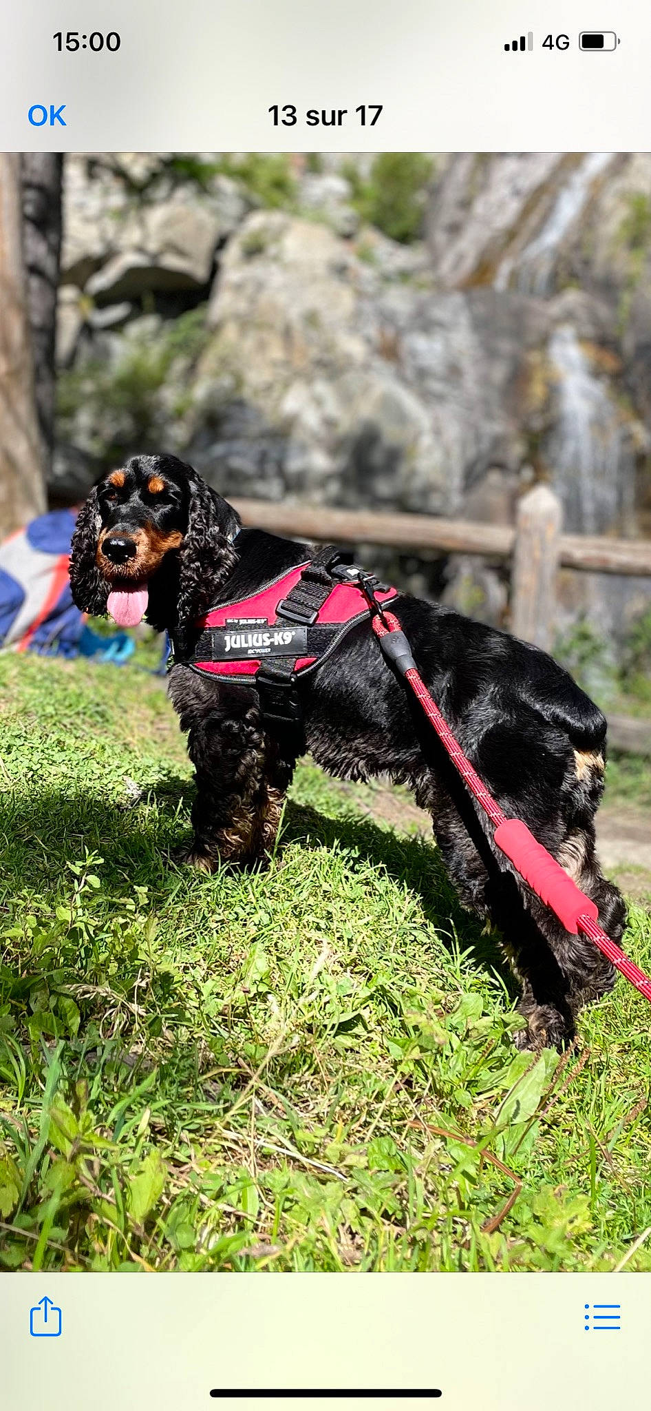 Marley participe au concours pour gagner de l'argent avec cette photo : canidae, carnivore, collar, companion_dog, dog, dog_breed, dog_collar, dog_supply, fashion_accessory, grass, hunting_dog, leash, liver, pet_supply, snout, sporting_group, terrestrial_animal, water_dog, working_animal, working_dog