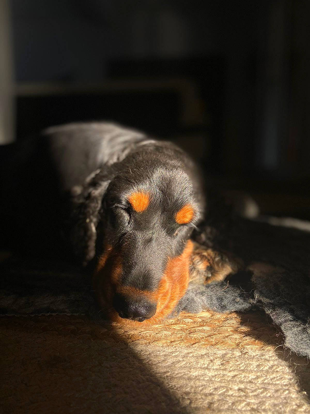 Marley participe au concours pour gagner de l'argent avec cette photo : canidae, carnivore, companion_dog, darkness, dog, dog_breed, fawn, flooring, fur, guard_dog, puppy, snout, soil, sporting_group, tail, terrestrial_animal, tints_and_shades, whiskers, wood, working_animal