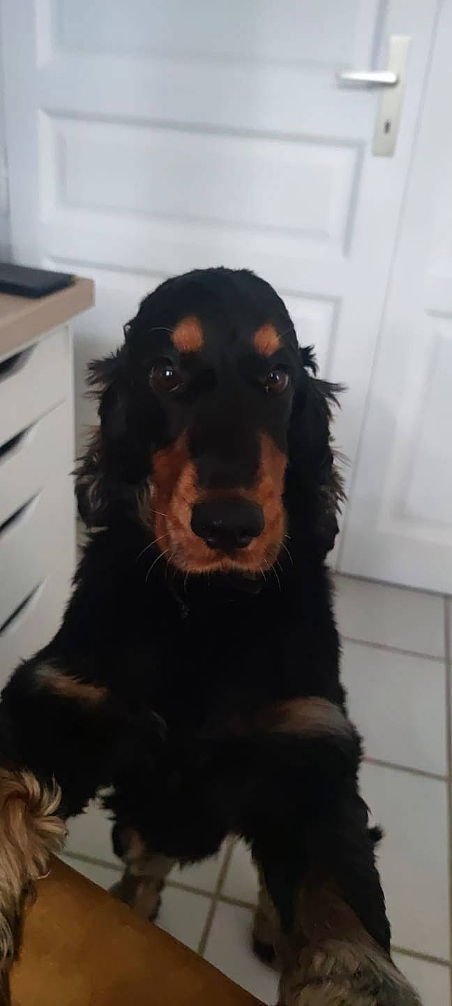 Marley a rejoint le concours — aidez-le/la à gagner de superbes lots ! cabinetry, canidae, carnivore, chest, chest_of_drawers, companion_dog, cupboard, dog, dog_breed, drawer, dresser, fur, guard_dog, hardwood, liver, snout, spaniel, sporting_group, working_animal, working_dog