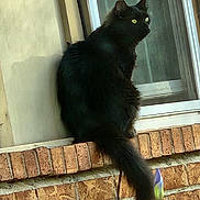 Jackson joined the competition — help win amazing prizes! animal, black_cat, brick_wall, cat, closeup, curious, daylight, feline, flower, fur, house, nature, outdoor, pet, plant, quiet, sitting, still_life, tail, window