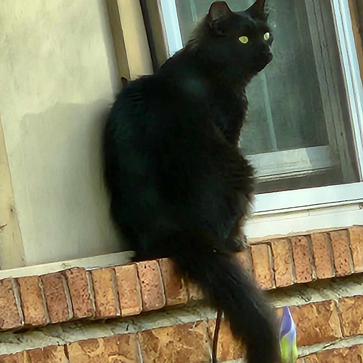 Jackson joined the competition — help win amazing prizes! animal, black_cat, brick_wall, cat, closeup, curious, daylight, feline, flower, fur, house, nature, outdoor, pet, plant, quiet, sitting, still_life, tail, window
