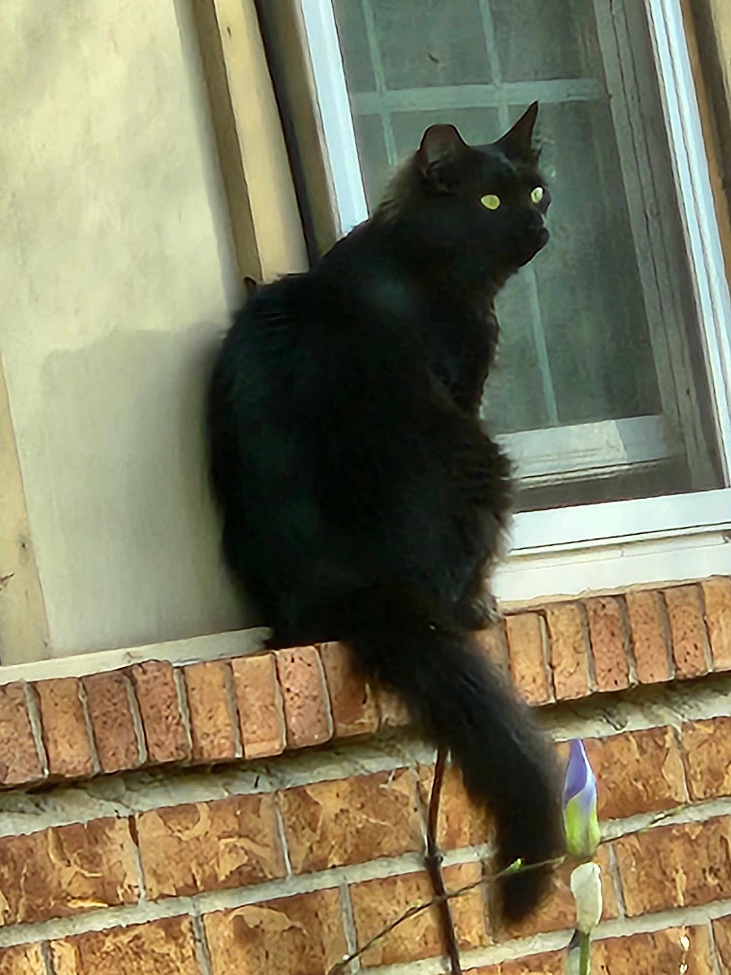 Jackson joined the competition — help win amazing prizes! animal, black_cat, brick_wall, cat, closeup, curious, daylight, feline, flower, fur, house, nature, outdoor, pet, plant, quiet, sitting, still_life, tail, window