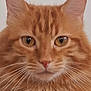 Mimolette participe au concours pour gagner de l'argent avec cette photo : cat, ginger_cat, close_up, portrait, feline, whiskers, ears, fur, orange_fur, pet, animal, cute, domestic_cat, face, eyes, nose, indoor, looking_at_camera, fluffy, mammal