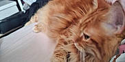 Mimolette a rejoint le concours — aidez-le/la à gagner de superbes lots ! cat, orange_cat, fluffy, bed, indoor, furniture, clothing, blanket, relaxing, pet, animal, whiskers, ears, paws, sleepy, cozy, messy, room, feline, domestic_animal