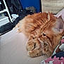 cat, orange_cat, fluffy, bed, indoor, furniture, clothing, blanket, relaxing, pet, animal, whiskers, ears, paws, sleepy, cozy, messy, room, feline, domestic_animal