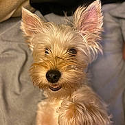 Papis is registered to the contest to win money with this photo: dog, pet, animal, cute, fluffy, ears, closeup, face, fur, smile, lying_down, canine, domestic_animal, mammal, whiskers, nose, indoor, blanket, cozy, friendly