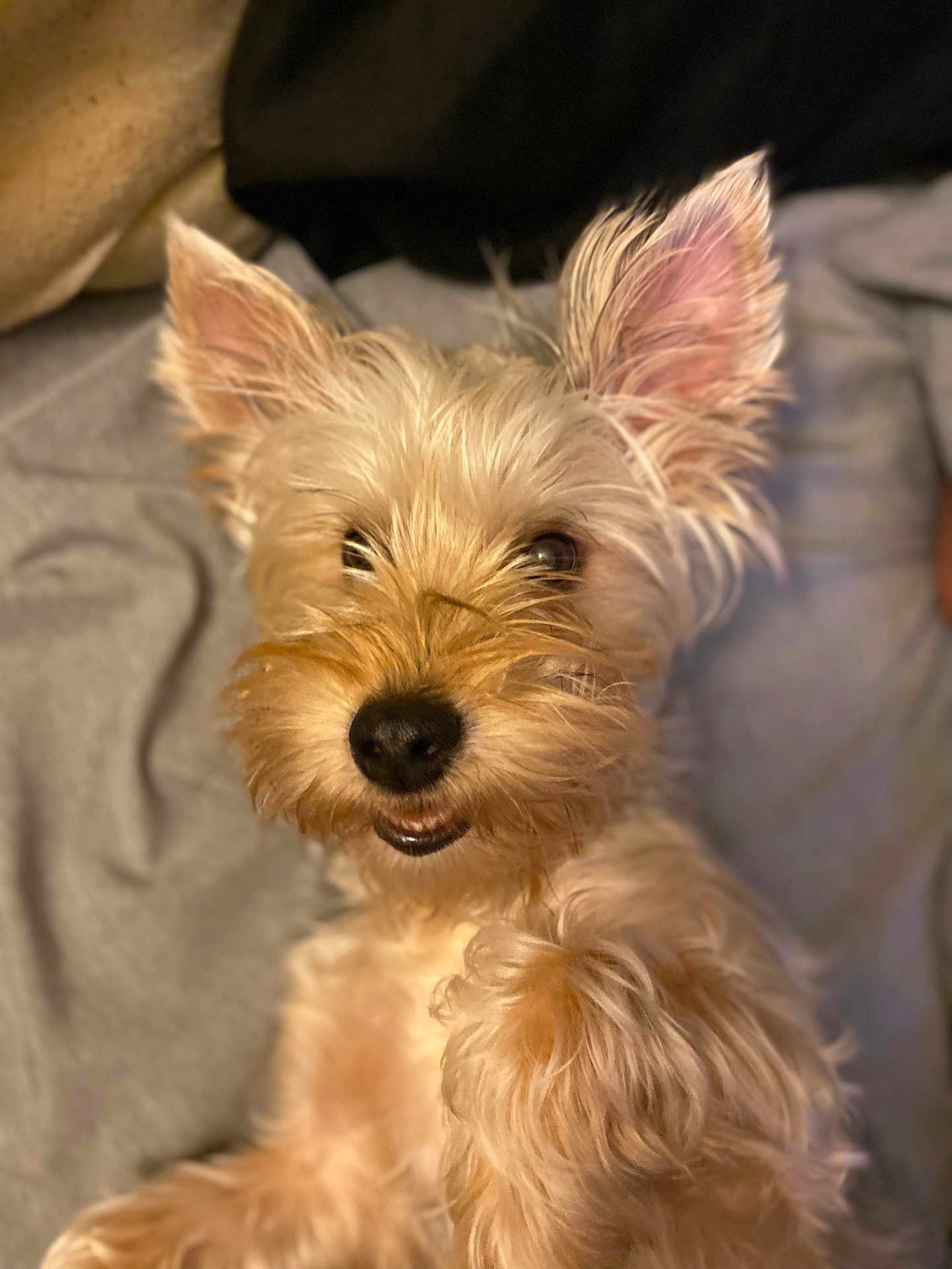 Papis is registered to the contest to win money with this photo: dog, pet, animal, cute, fluffy, ears, closeup, face, fur, smile, lying_down, canine, domestic_animal, mammal, whiskers, nose, indoor, blanket, cozy, friendly