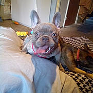 Smokey joined the competition — help win amazing prizes! dog, indoor, tongue_out, playful, blanket, floor, toy, furniture, door, carpet, pet, animal, collar, brown_dog, happy, cute, canine, resting, living_room, household