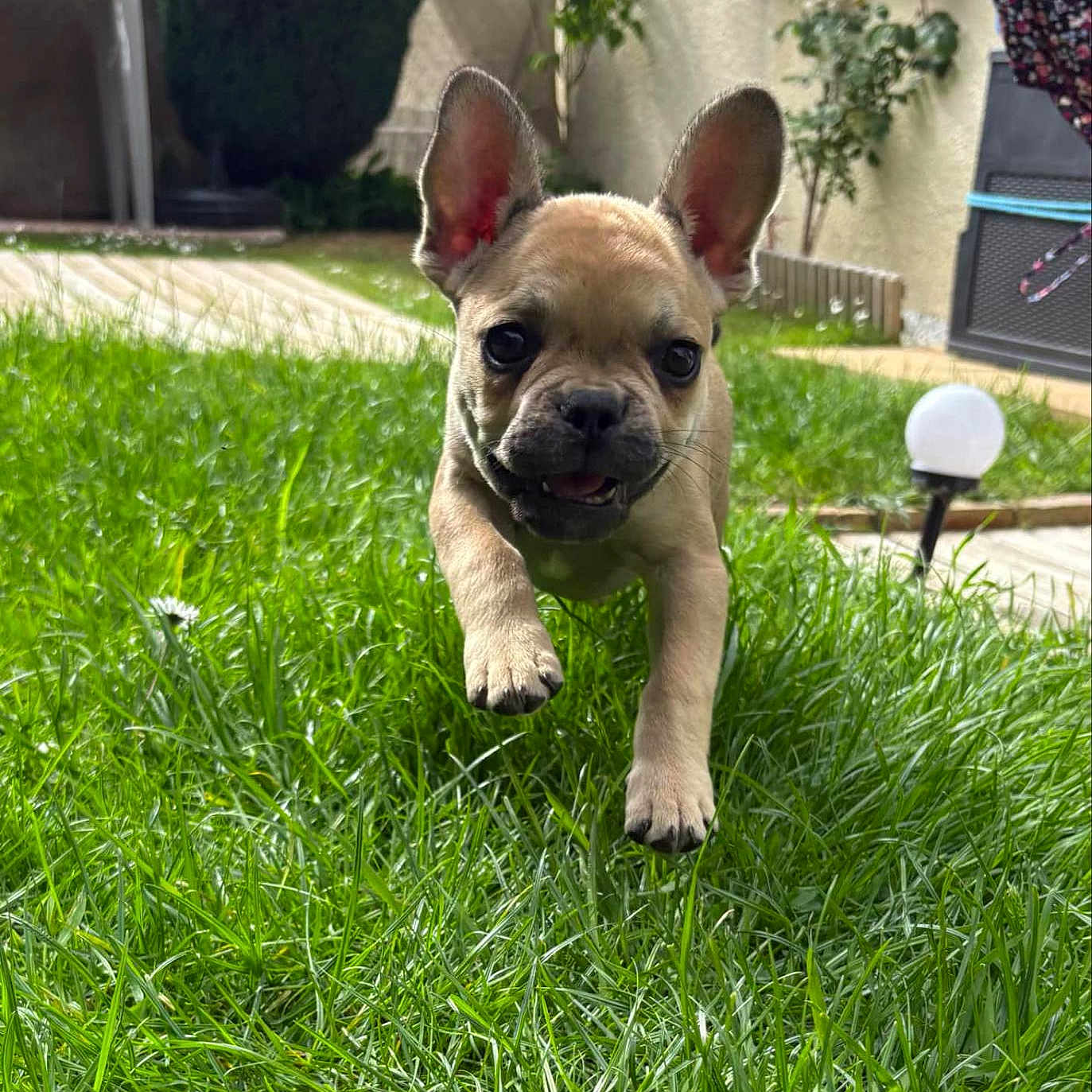 Aiko a rejoint le concours — aidez-le/la à gagner de superbes lots ! animal, background, canine, cute, dog, ears_up, garden, grass, greenery, happy, house, leaping, nature, outdoor, pet, playful, puppy, sunlight, yard, young_dog