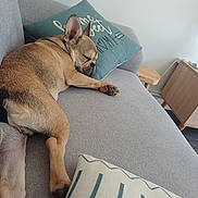 Aiko a rejoint le concours — aidez-le/la à gagner de superbes lots ! dog, french_bulldog, sleeping, couch, pillow, indoor, pet, resting, cozy, home, furniture, wooden_table, living_room, relaxation, animal, canine, domestic, snout, paw, ear