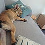 dog, french_bulldog, sleeping, couch, pillow, indoor, pet, resting, cozy, home, furniture, wooden_table, living_room, relaxation, animal, canine, domestic, snout, paw, ear