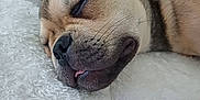 Aiko participe au concours pour gagner de l'argent avec cette photo : dog, sleeping, close_up, tongue_out, fluffy_blanket, relaxation, pet, cute, cozy, fur, animal, rest, indoors, peaceful, snout, ear, whiskers, brown_fur, soft_texture, nap