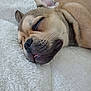 dog, sleeping, close_up, tongue_out, fluffy_blanket, relaxation, pet, cute, cozy, fur, animal, rest, indoors, peaceful, snout, ear, whiskers, brown_fur, soft_texture, nap