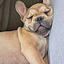 dog, puppy, french_bulldog, sleeping, cozy, close_up, pet, animal, wrinkles, ears, cute, resting, indoors, furniture, couch, relaxation, soft, nose, face, nap